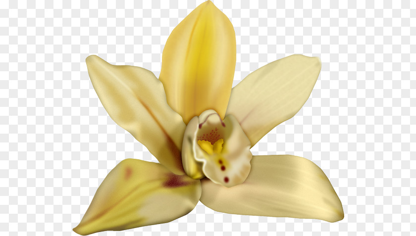 Flower Cut Flowers Cattleya Orchids Petal PNG