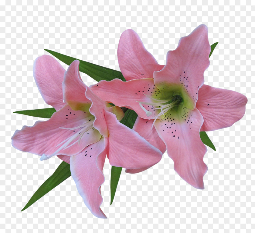 Lily Clip Art Image Illustration PNG