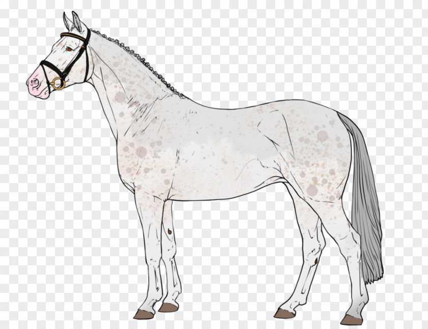 Mustang Pony Foal Stallion Bridle PNG