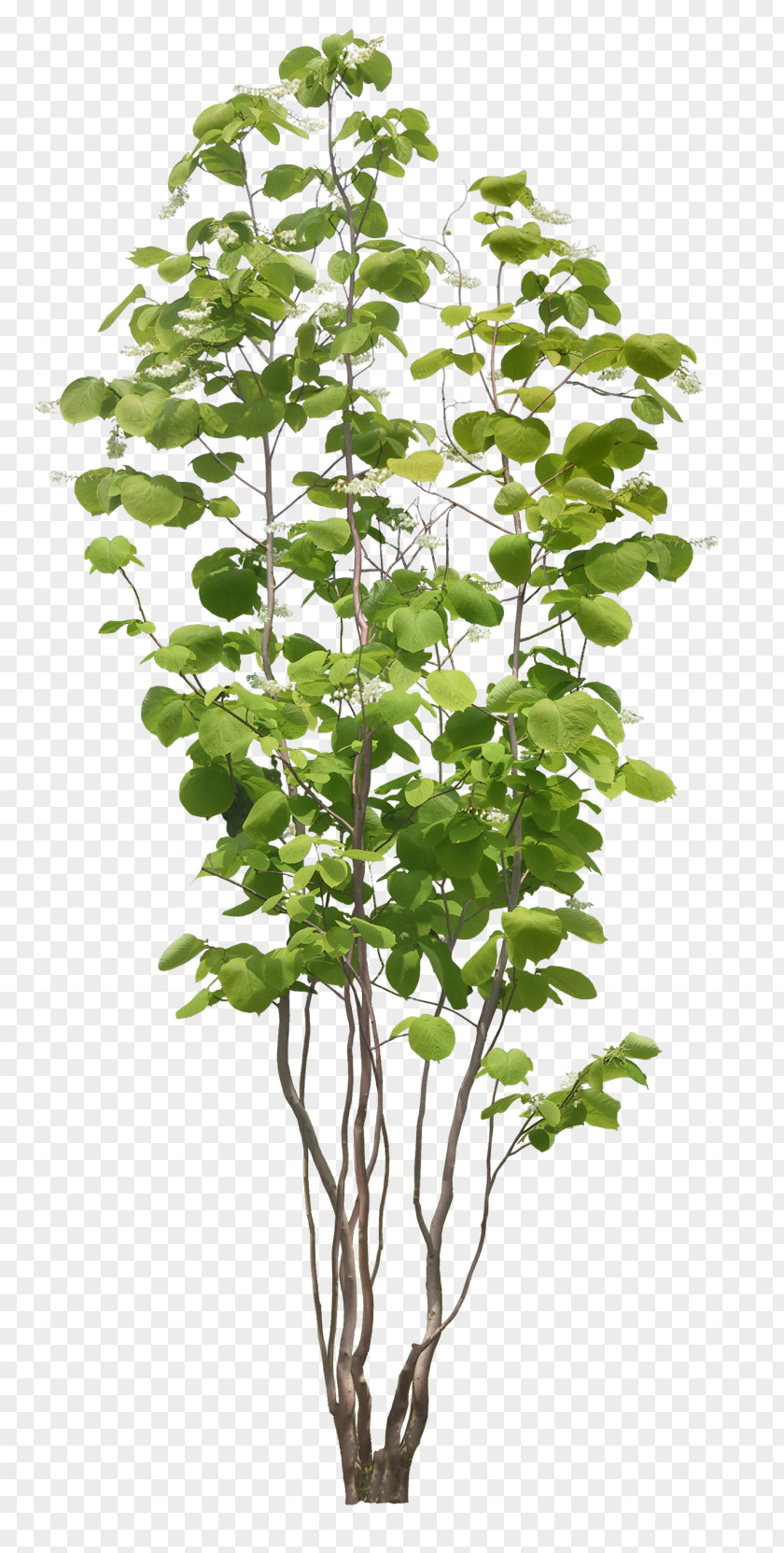 Tree Adobe Photoshop Architectural Rendering Image PNG