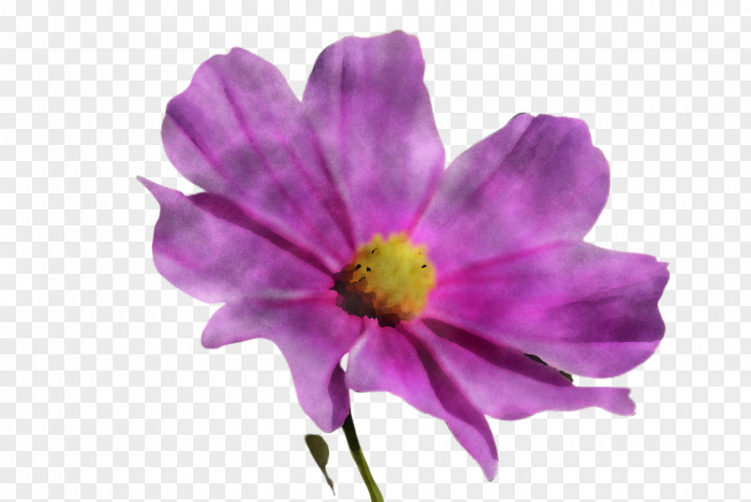Anemone Wildflower Flower Petal Purple Violet Plant PNG