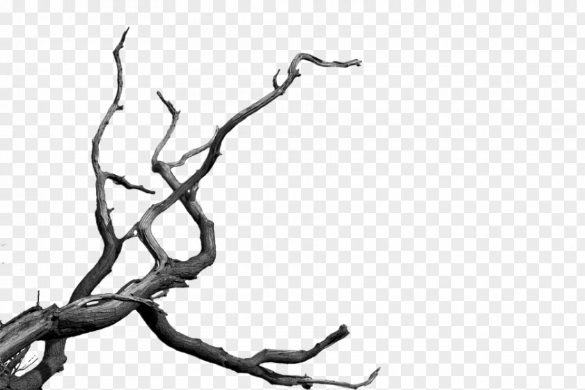 Dead Tree Cartoon Clip Art PNG