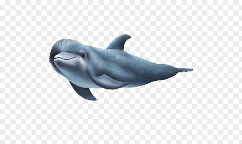 Dolphin Wall Decal Sticker PNG