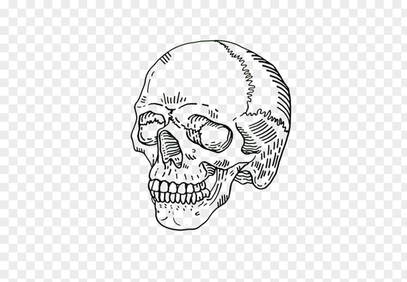 Ellie Goulding Human Skull Symbolism Drawing Skeleton Clip Art PNG