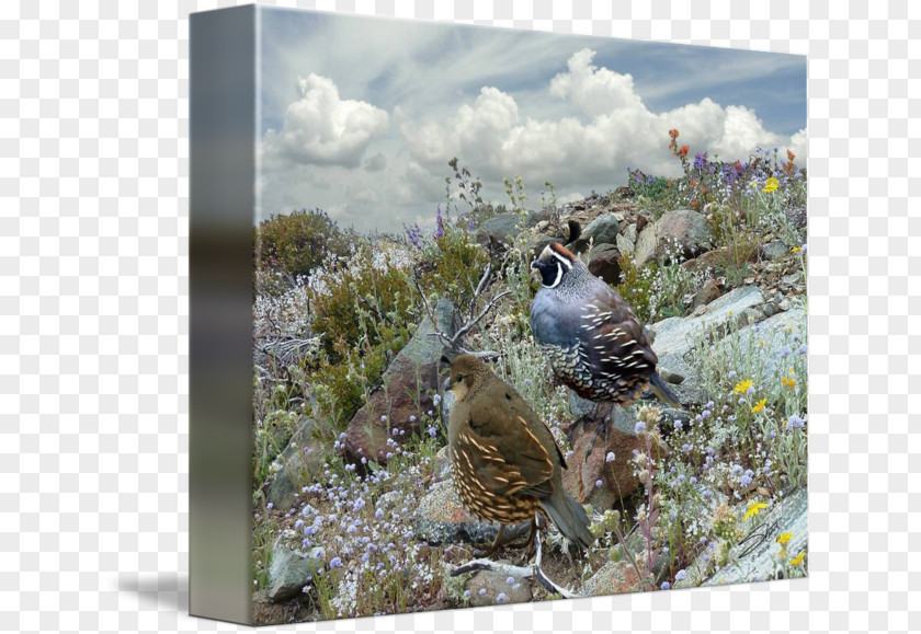 Quail Bird Fauna Galliformes Flora Ecosystem PNG