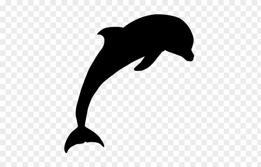 Tucuxi Common Bottlenose Dolphin Sea Lion Clip Art PNG