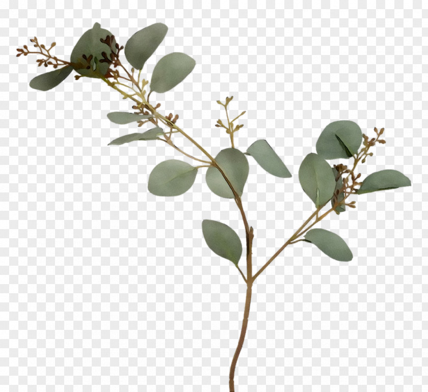 Twig Plant Stem Leaf Herb Plants PNG