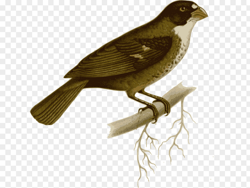 TWIG Tanager Buffy-fronted Seedeater Bird Double-collared Variable PNG