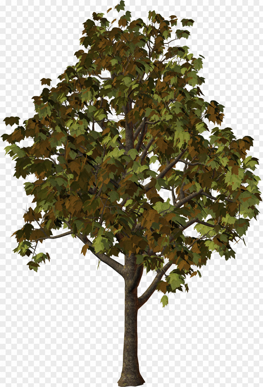 TWIG Zelkova Serrata Tree Clip Art PNG