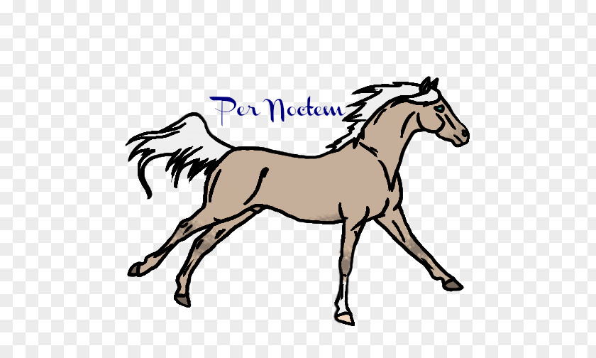 Arabian Horse Mustang Foal Stallion Colt Bridle PNG