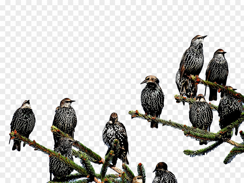Birds Common Buzzard Eagle Falcon Bald PNG