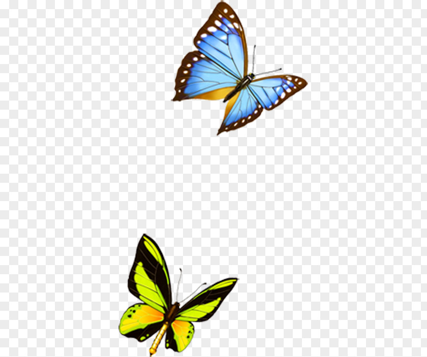 Butterfly Mimpi IBM ThinkPad Keyboard Application Software Download PNG