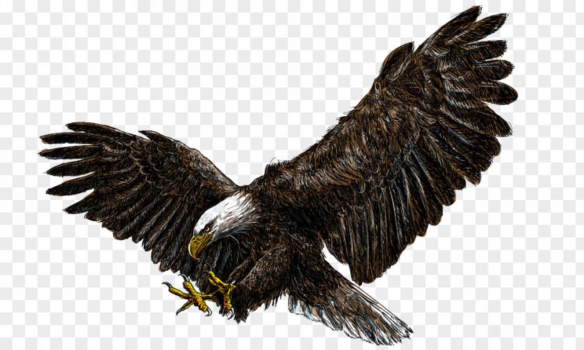 Flying Eagles PNG