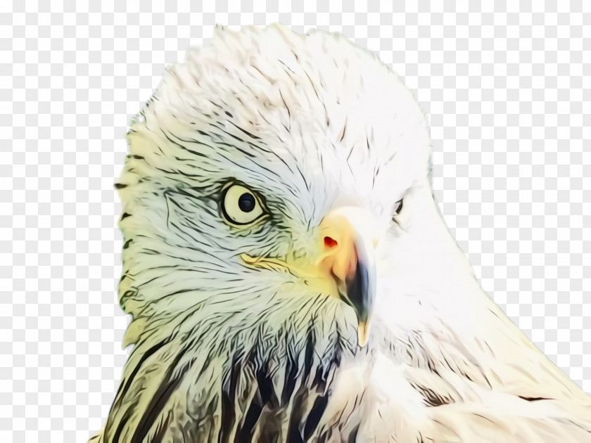 Hawk Kite Bird Beak Of Prey Eagle Bald PNG