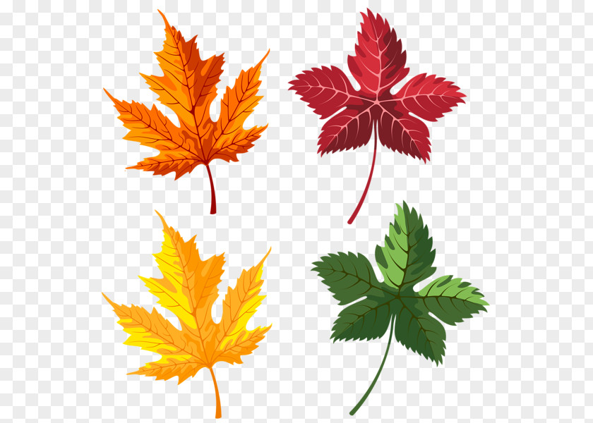 Leaf Maple Autumn Color Clip Art PNG