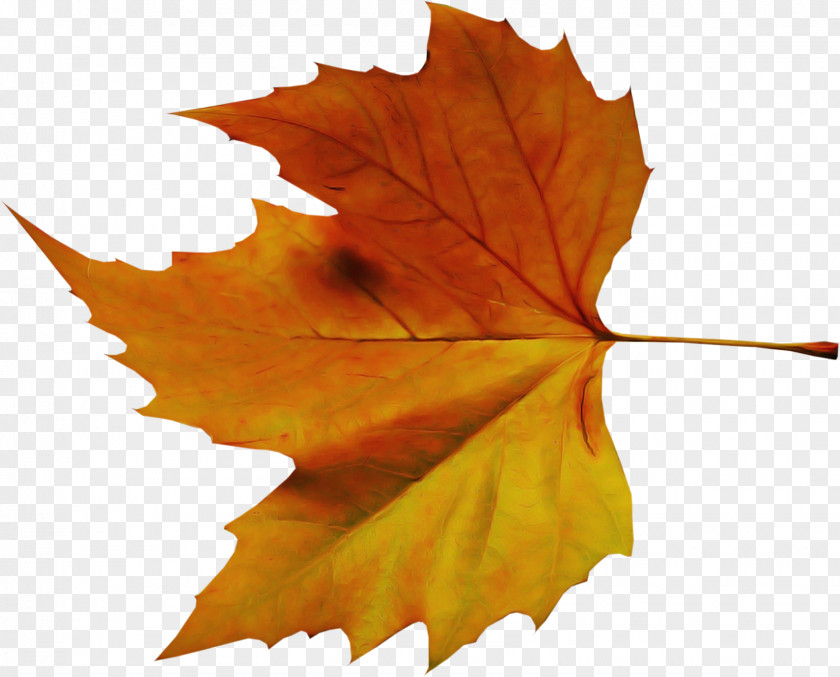 Maple Leaf PNG