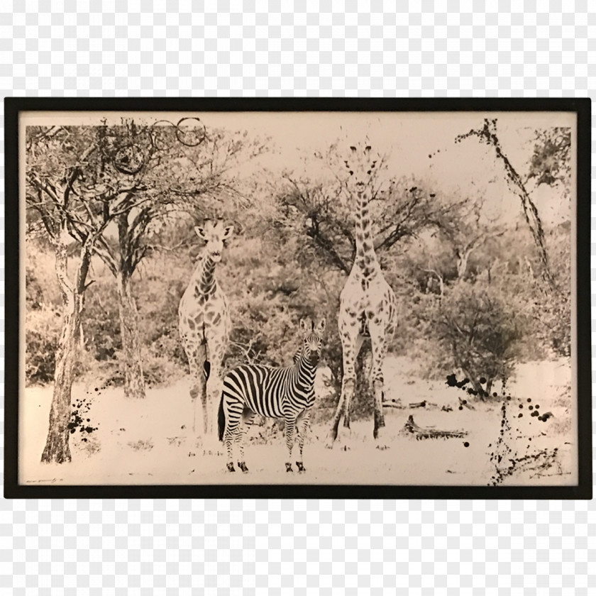 African Landscape Giraffe Ecosystem Fauna Savanna Picture Frames PNG