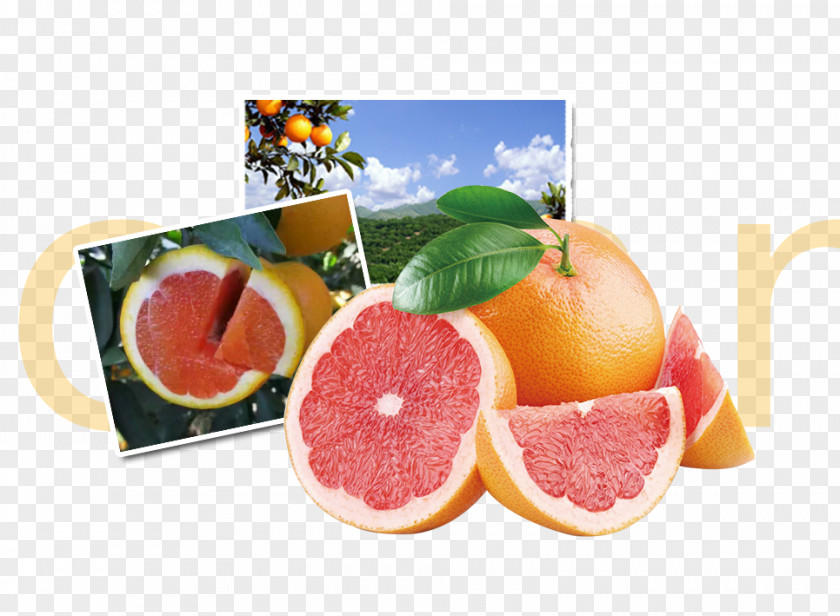 Blood Orange Material Grapefruit Juice Organic Food Berry PNG