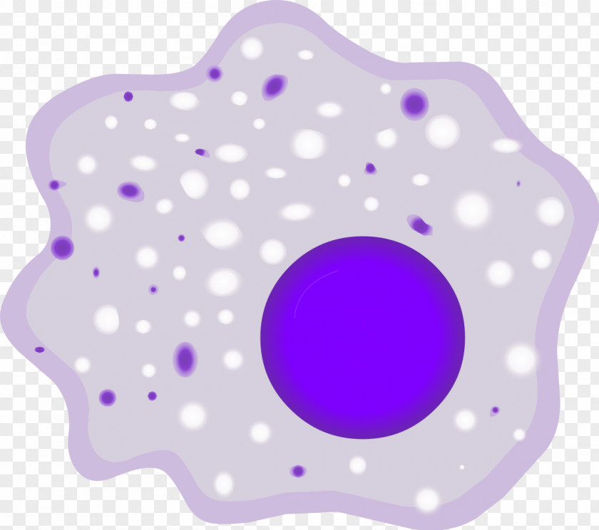 Cell Macrophage White Blood Monocyte Phagocyte PNG