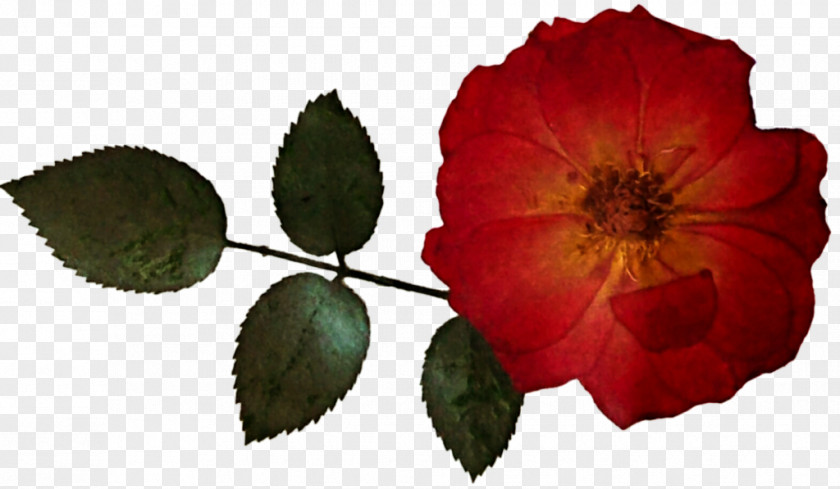 Dried Rose Garden Roses Clip Art Flower Floral Design PNG