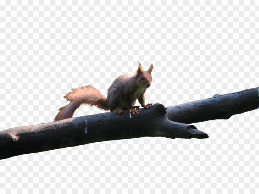 Squirrel Red Rodent Bird Tree PNG
