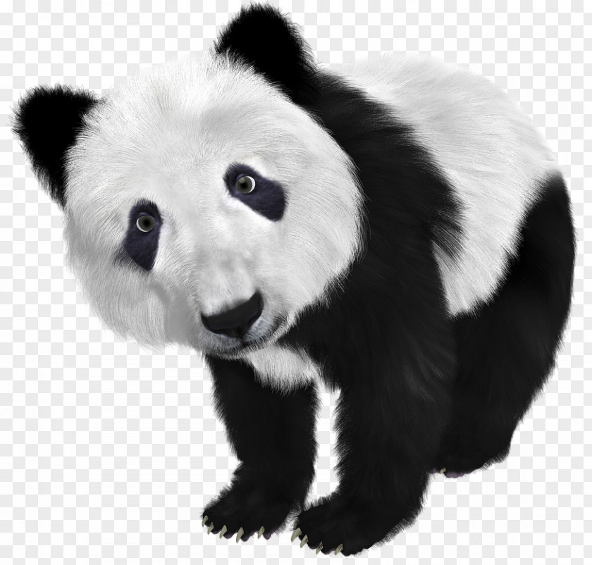 Baer The Giant Panda Bear Mug PNG