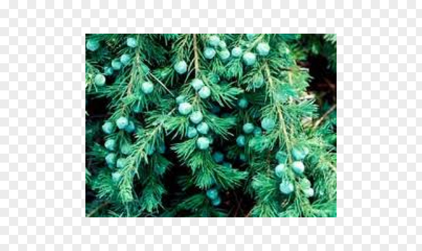 Crepe Myrtles Juniperus Conferta Horizontalis Conifers Fir Pine PNG