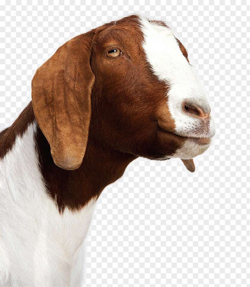 Goat Cheese Sheep Baby Goats Alpaca PNG