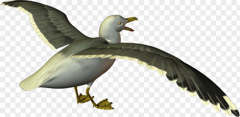 Goose European Herring Gull Gulls Cygnini Bird PNG