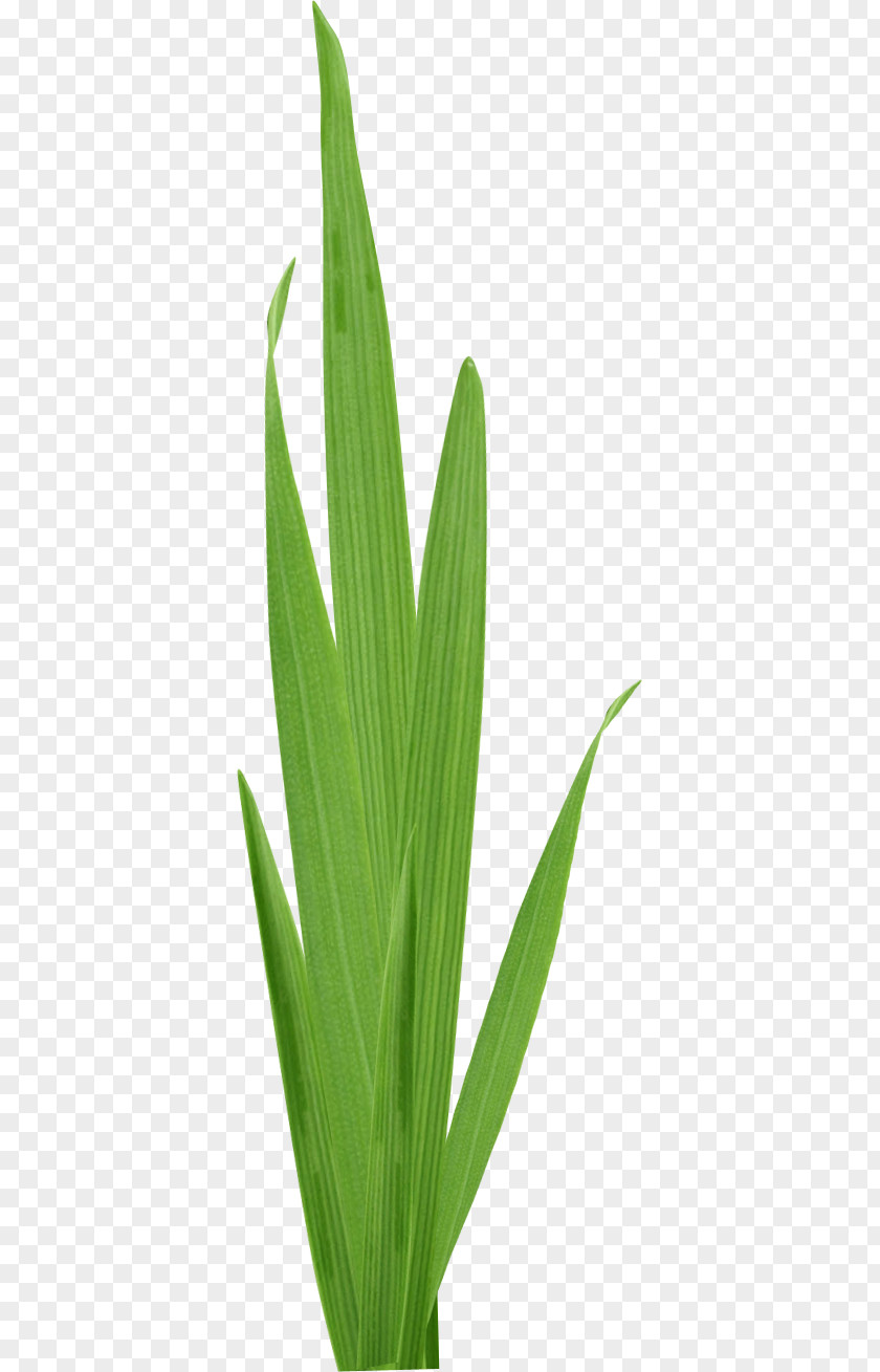 Green Grass Leaf Download Cartoon Plant Stem PNG