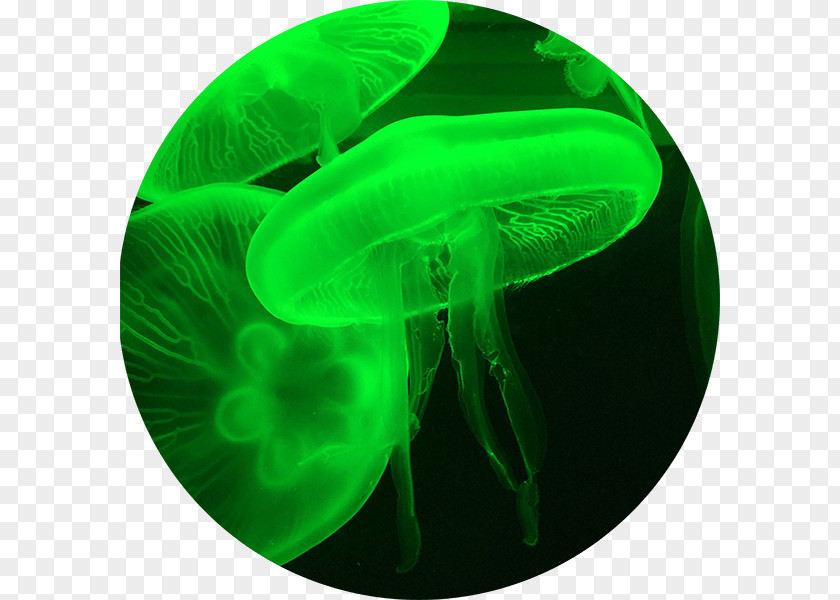 Life Sciences Jellyfish Content Audience Information PNG
