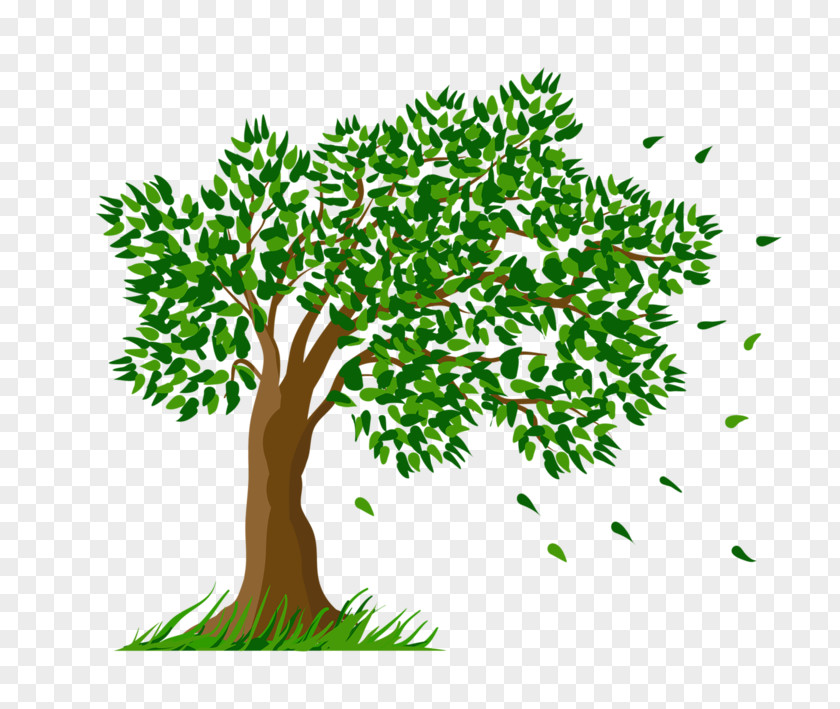 Plane Plant Stem Oak Tree Leaf PNG