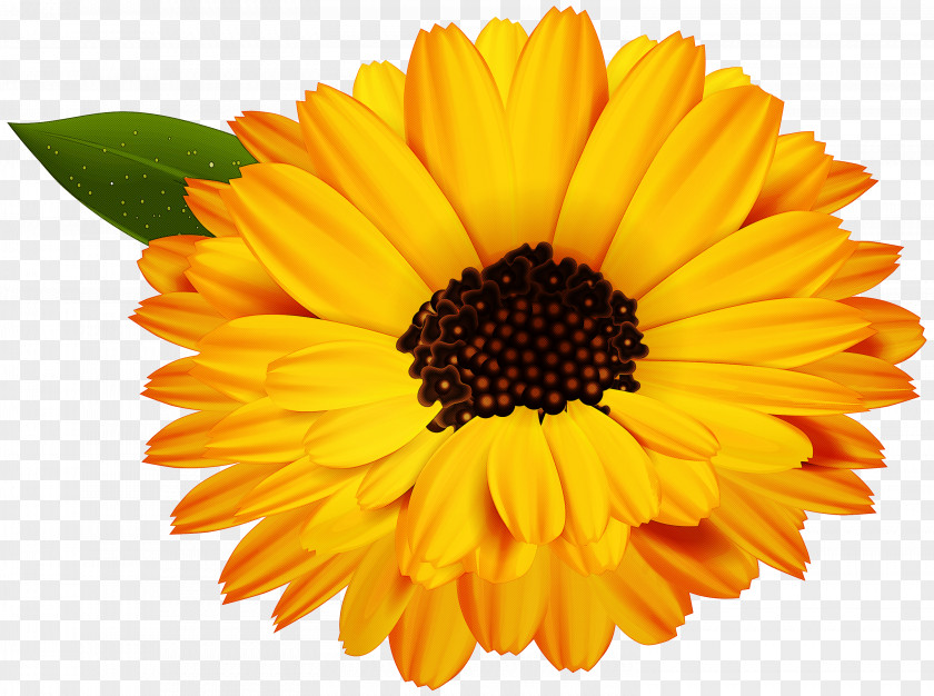 Sunflower PNG