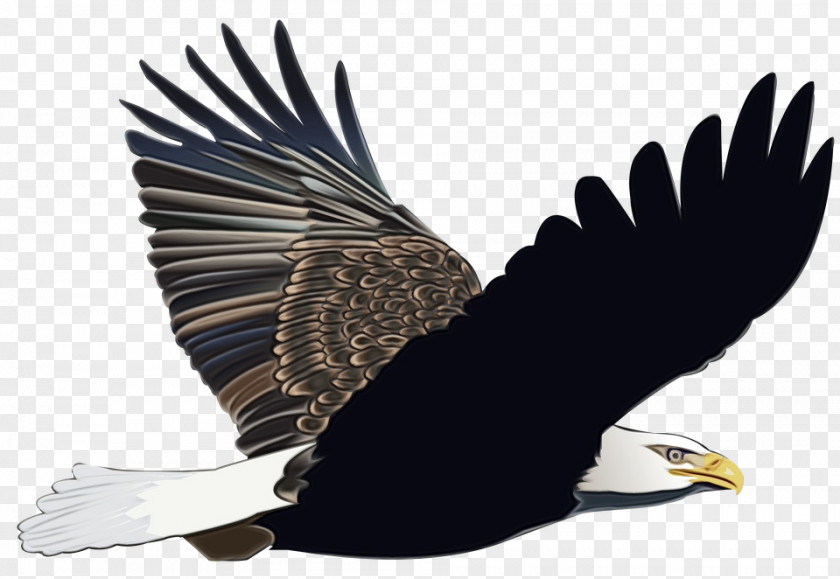 Vulture Falconiformes Bird Line Drawing PNG