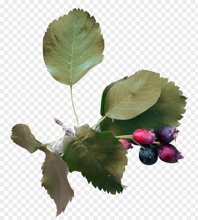 Beautiful Blueberry Green Foliage Leaf PNG
