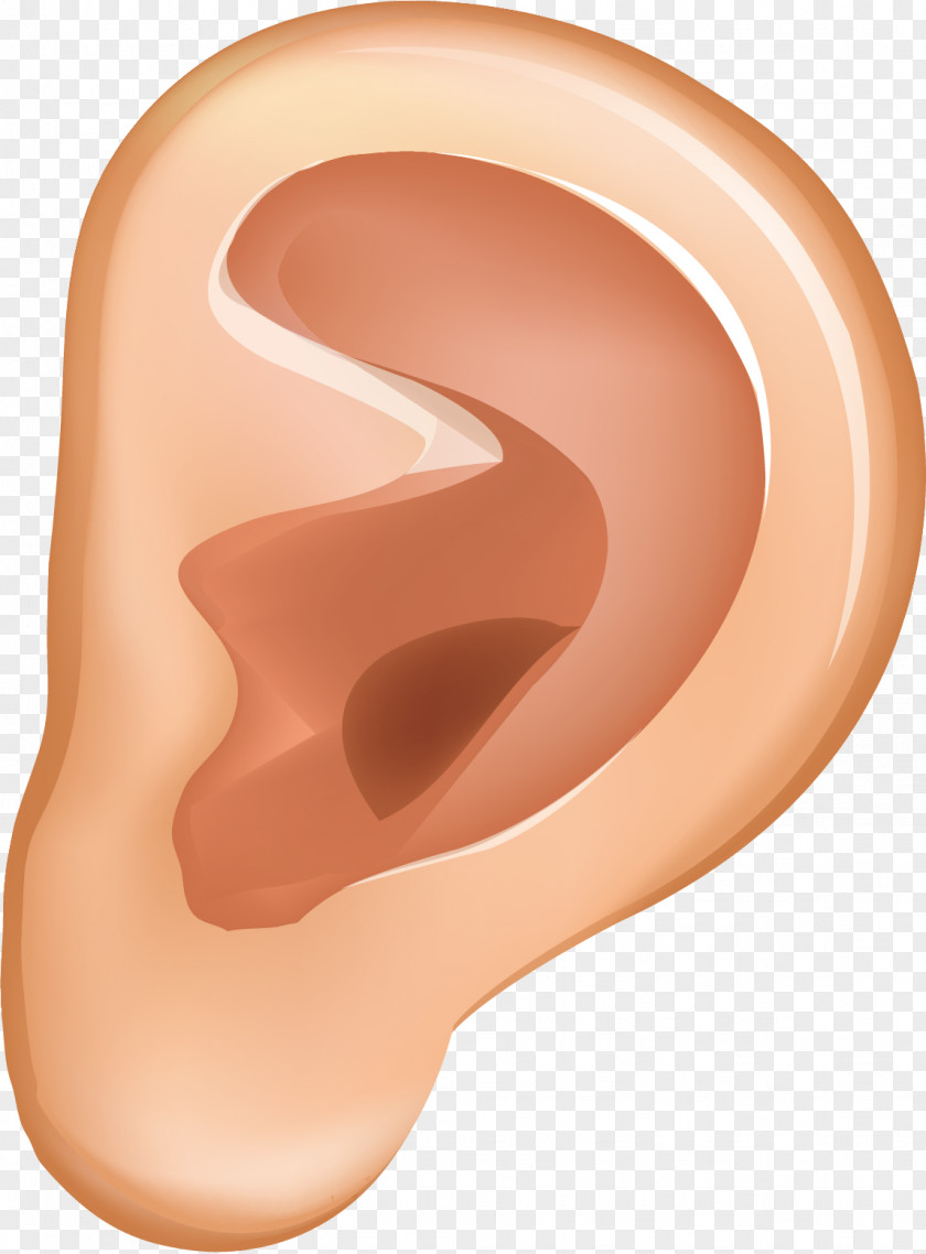 Ear Vector Material Auricle Animation PNG