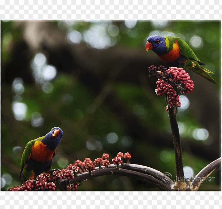 Loriini Finches Parakeet Fauna Beak PNG