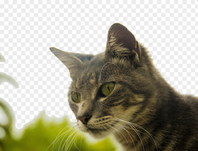 Pet Cat European Shorthair Wildcat Photography Illustration PNG