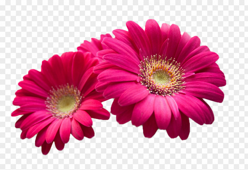 Rose Red Chrysanthemums Pink Flowers Beauty Wallpaper PNG