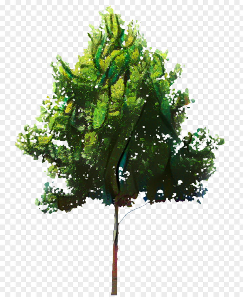 Trunk Twig Oak Tree Leaf PNG