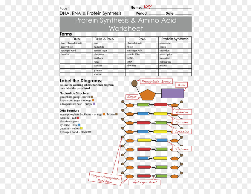Worksheet Messenger RNA Protein Biosynthesis Amino Acid PNG