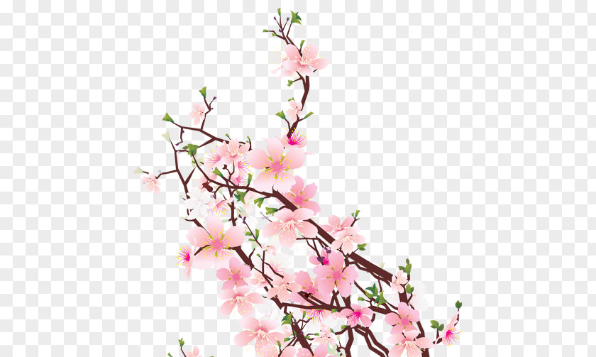 Cherry Blossom Cut Flowers Floral Design Floristry PNG