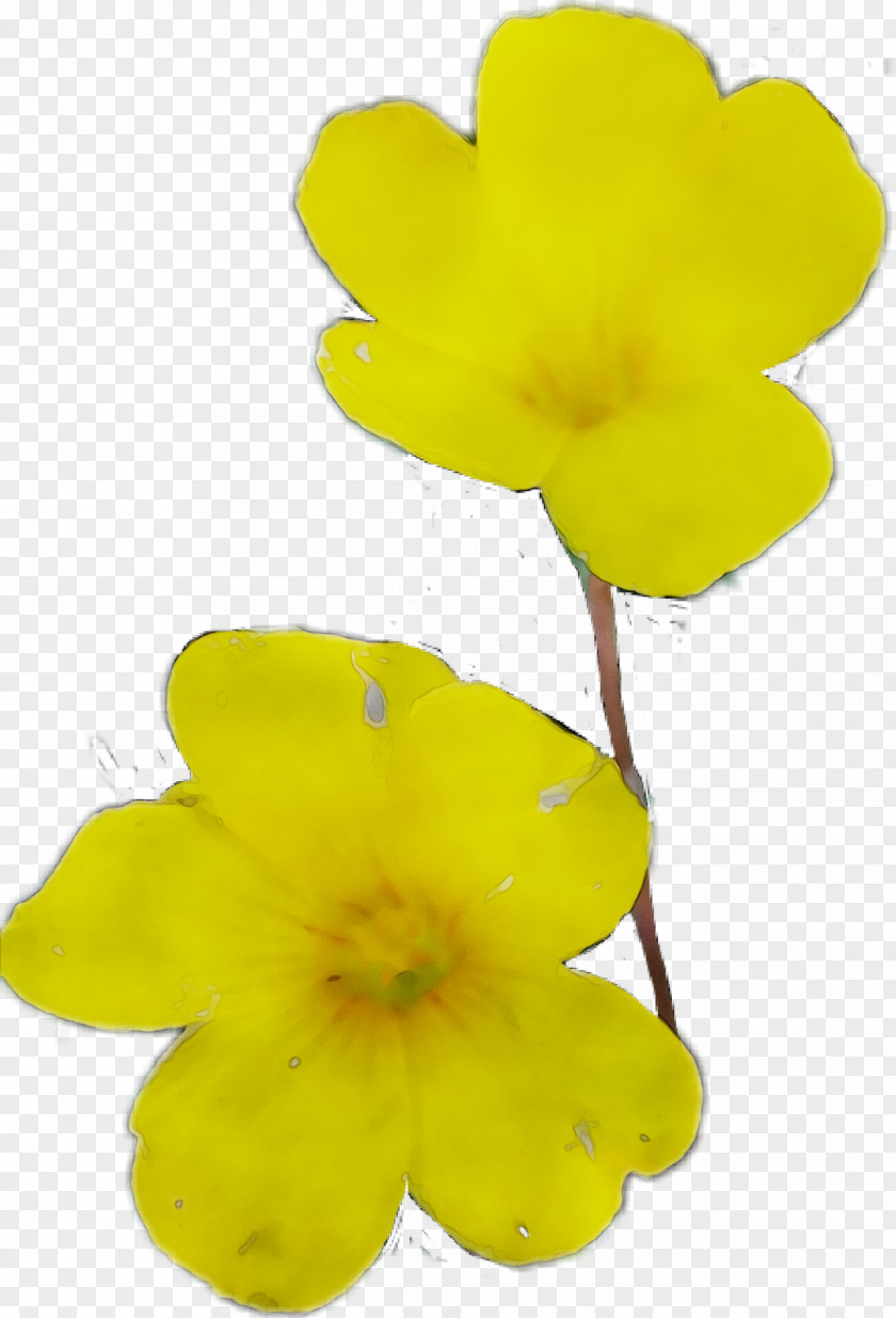 Yellow PNG