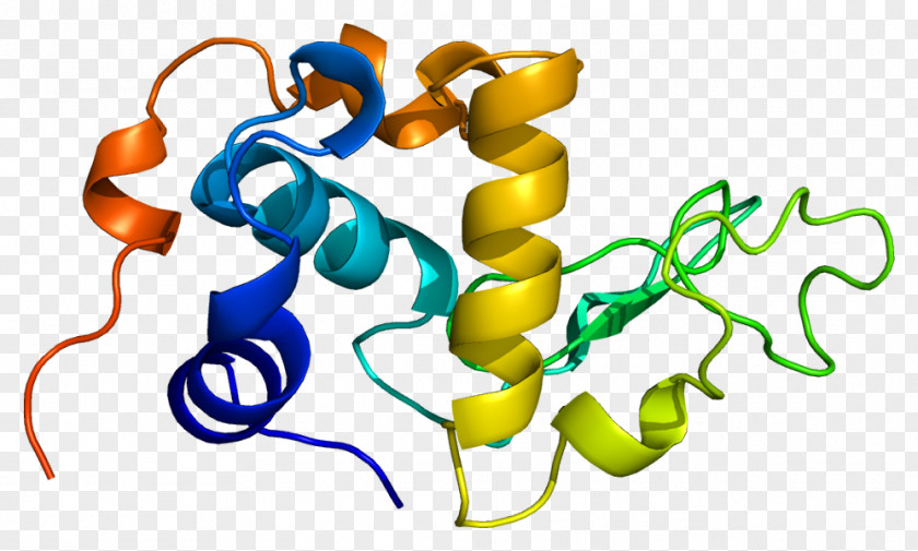 Chromosome Milk Cattle Alpha-lactalbumin Protein PNG