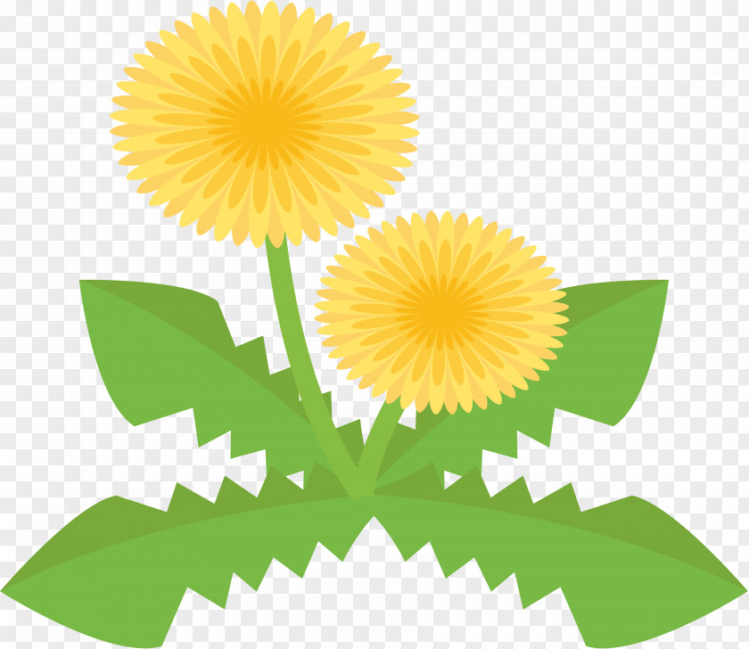 Dandelions Tanpopo Common Dandelion Clip Art PNG