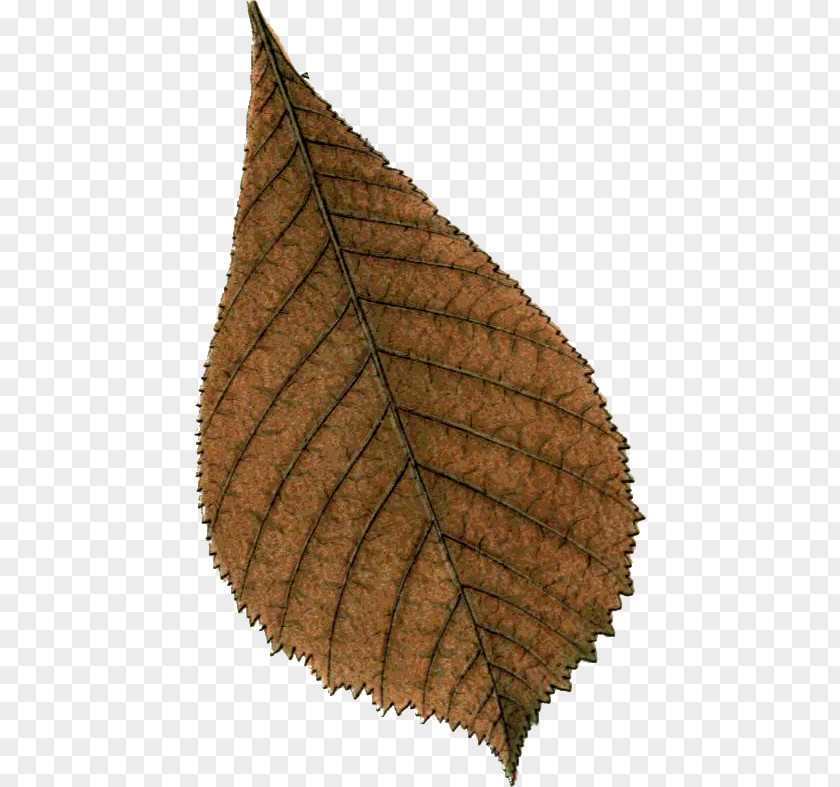 Follaje Leaf PNG