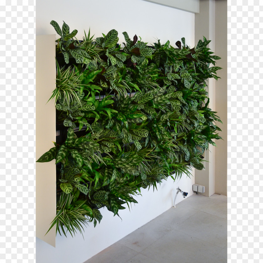 Plant Flowerpot Green Wall Garden Houseplant PNG