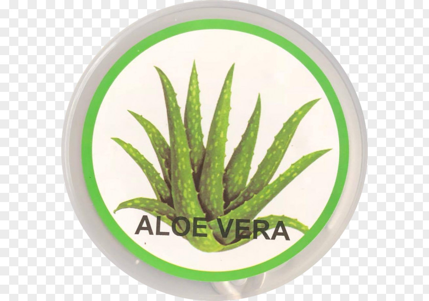 Aloevera Aloe Vera Stock Photography Alamy PNG