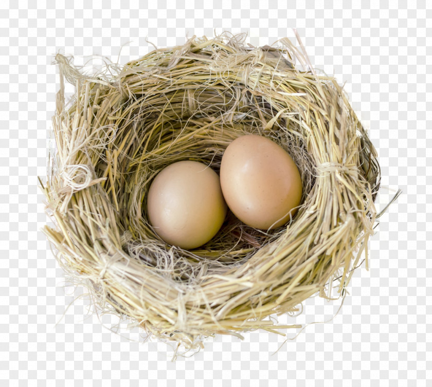 Bird Nest Clip Art PNG