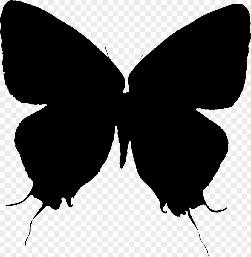 Brush-footed Butterflies Moth Clip Art Silhouette M. Butterfly PNG